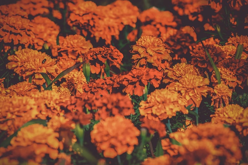 Ladder Garden