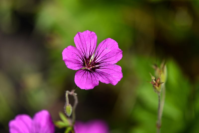 Geranium Flower