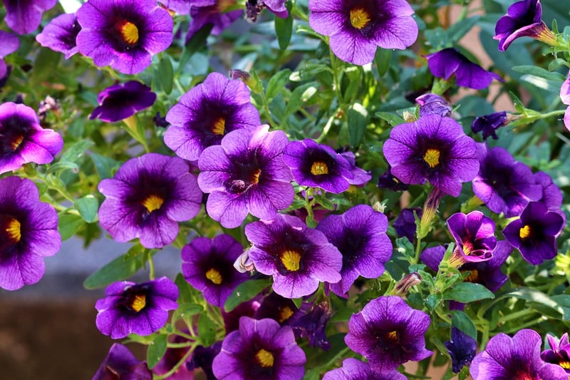 Petunia Flower