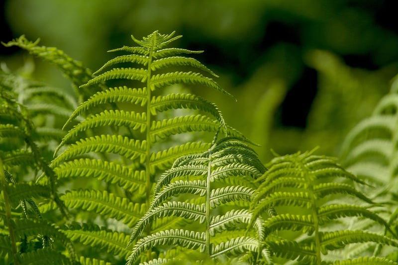 Plant Maintenance